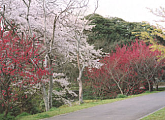歴博に隣接する「佐倉城趾公園」の風景です。