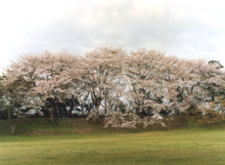 佐倉城趾公園は歴史情緒だけではなく緑豊かな自然公園という側面も持っています。